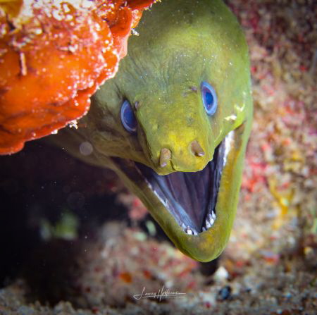 Smiling face looking up from a hidey hole by Lowrey Holthaus 
