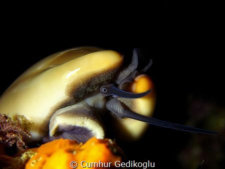 Cypraea Luria lurida
What a great looking by Cumhur Gedikoglu 