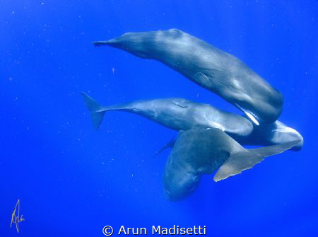 Play time (taken under permit) by Arun Madisetti 