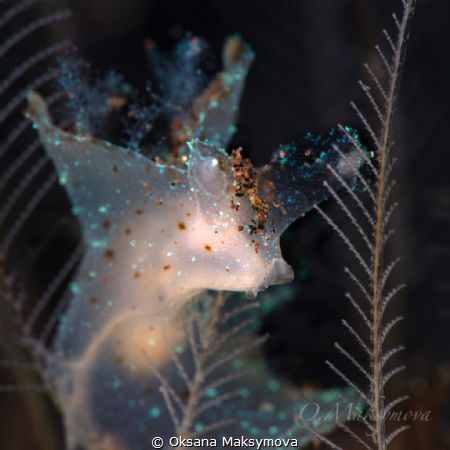 Nudibranch Notobryon wardi by Oksana Maksymova 