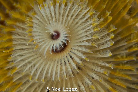 crismast tree, panasonic lumix Gh4 ,olympus 60mm macro le... by Noel Lopez 