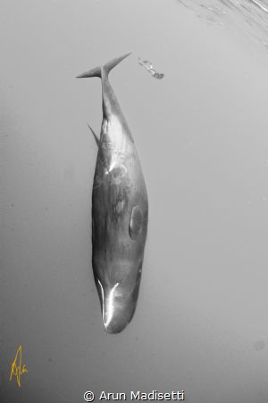 Divers
(taken under permit) by Arun Madisetti 