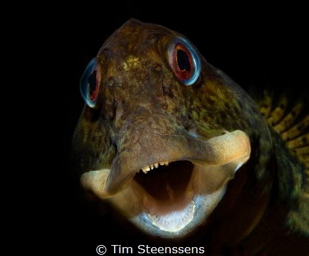 ''Shanny in the shallow'' in the estuary of the Eastern S... by Tim Steenssens 