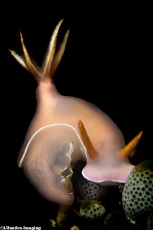 "Hypselodoris bullocki" exposing her beauty.
 by Luca Keller 