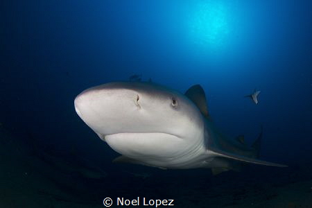 bull shak, canon 5D mark 3, tokina lens 10-17mm at 15mm, ... by Noel Lopez 