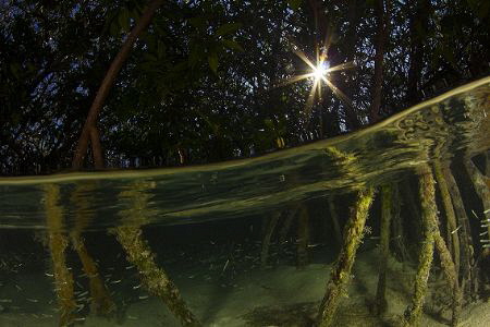 red mangrobe,canon 60D, tokina 10-17mm at 10mm, two ikeli... by Noel Lopez 