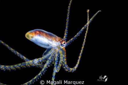 Juvenile octopus 
Bonfire Aguadilla Puerto Rico by Magali Marquez 