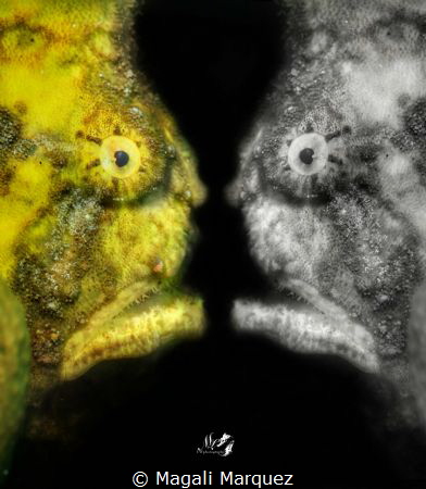 Reflections of life ..
When you are your own enemy
Yell... by Magali Marquez 