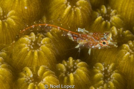 bleny, panasonic GH4, panasonic 60mm macro lens, two sea ... by Noel Lopez 