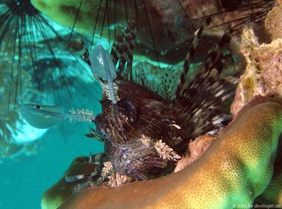 Common Lionfish shot at Garang Heng, Phi Phi Island by Tobias Reitmayr 
