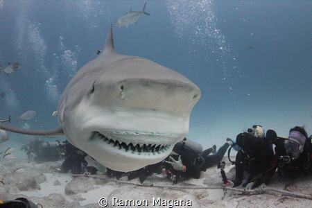 Bullshark season 2021 by Ramon Magana 