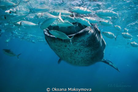 Whale shark by Oksana Maksymova 