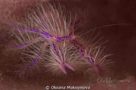 Pink hairy squat lobster (Lauriea siagiani) by Oksana Maksymova 