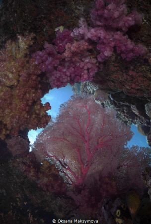 Amazing beauty of the underwater world by Oksana Maksymova 
