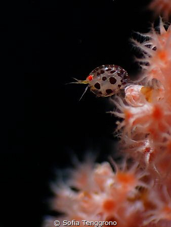 Ladybug on blooming polyps by Sofia Tenggrono 