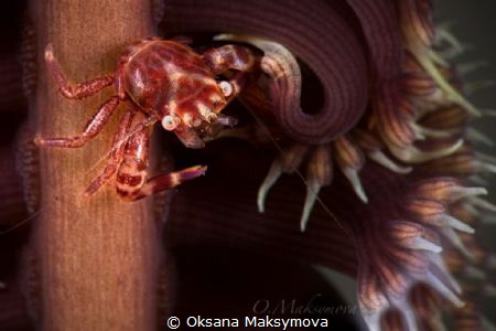 Four-lobed Porcelain Crab (Lissoporcellana quadrilobata) by Oksana Maksymova 