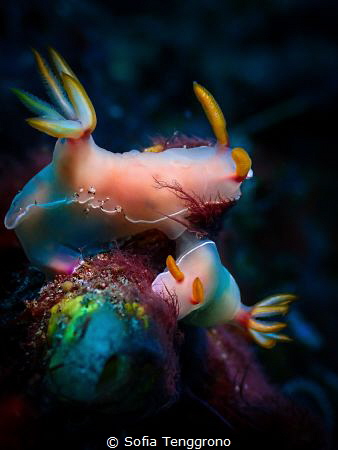 Mating Hypselodoris bullocki by Sofia Tenggrono 