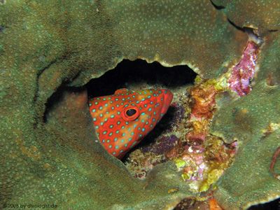Jewel Grouper taken at Palong, Phi Phi Island by Tobias Reitmayr 