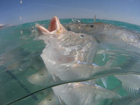 Snapper of Coral Bay Western Australia by Brad Cox 
