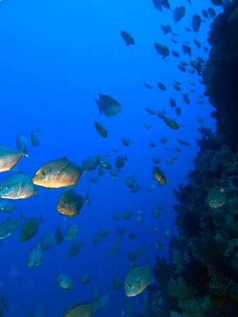 School of jacks passing by at Shark Observatory with E300. by Nikki Van Veelen 