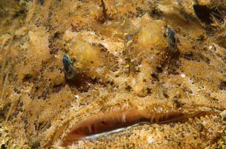 Baby angler fish not at all worried by my presence...... ... by Malcolm Nimmo 