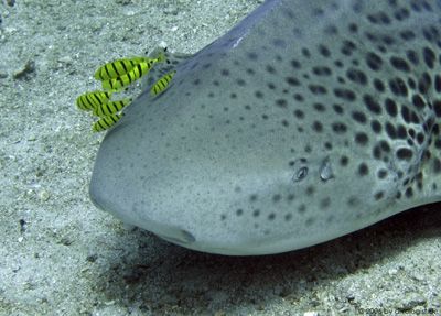 Leopard Shark accompanied by golden pilot trevallies, tak... by Tobias Reitmayr 