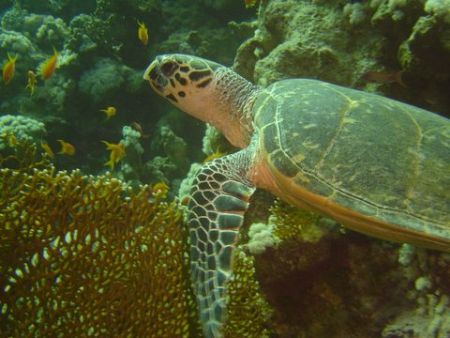 Sea Turtle
Ras Mohammed - Sharks Observatory by Salomie Pretorius 