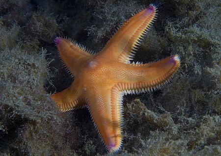 Sand star.
Muck dive off Isle of Lewis.
D200, 60mm. by Mark Thomas 