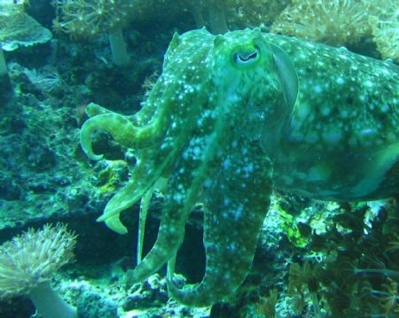 Cuttle fish, Southern Leyte, Philippines. He just loved p... by Katie Dann 