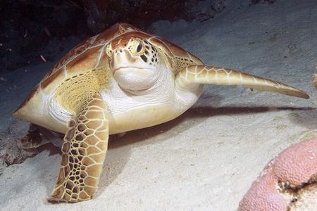 You talkin’ to me? Photo taken on night dive in Cozumel w... by Stuart Spechler 