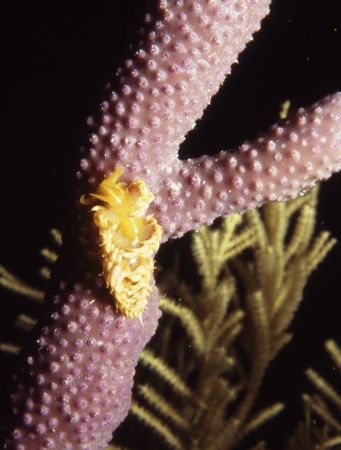 Nudibranch on Coral. Taken with Nikonos V with extension ... by Jeri Curley 
