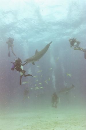 Feeding dolphins in Freeport, G.B.I. , Nikonos V by Spencer Multack 