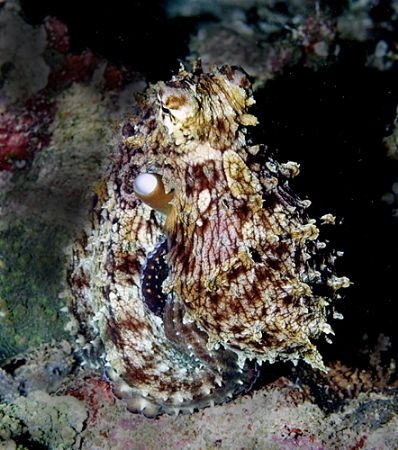 Octopus. Maldives 2006. by Chris Wildblood 