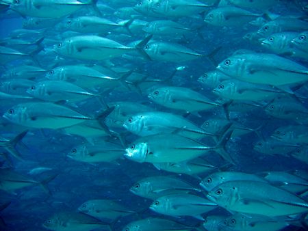 School of Jacks, Bohol, Philippines. Taken with Canon A95. by Katie Dann 