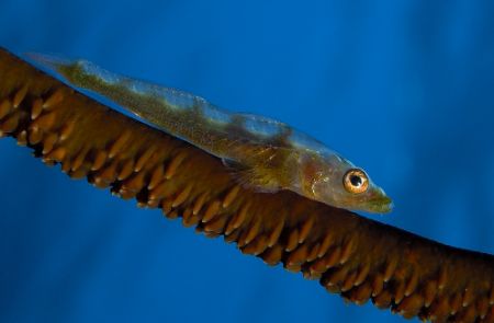 Just a whip goby. I love their eyes. by Denis Rastostsenkov 