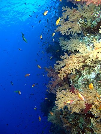 Photo of the very colorful wall at Shark Observatory, tak... by Nikki Van Veelen 