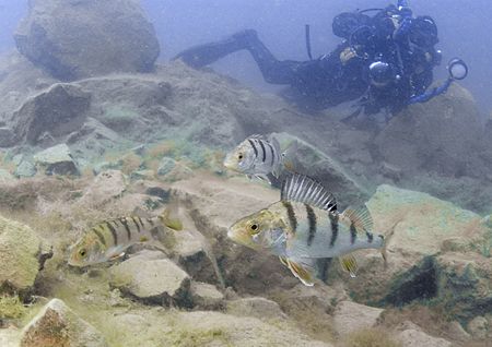 Mr Haslam stalking three perch.
Capernwray.
D200, 16mm. by Mark Thomas 