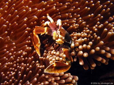Anemone crab taken at Bida Nai, Phi Phi Island. Artificia... by Tobias Reitmayr 