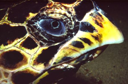 Hawksbill turtle at night.
Taken with Nikonos V, Ikelite... by João Paulo Krajewski 