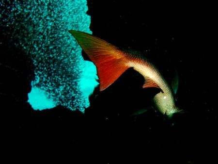 Snapper feasting on silversides in Snapper hole East End ... by Peter Foulds 