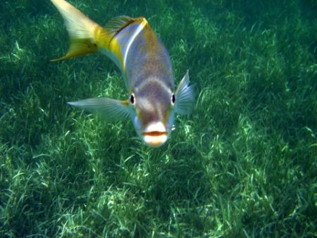 He was watching me at Coco Cay Island in the Bahamas. Tak... by Christina Ribao 