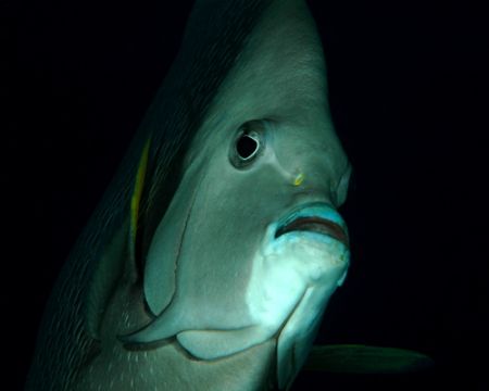 Angelfish, Grand Cayman, shore dive. D70, 60 mm macro. by David Heidemann 