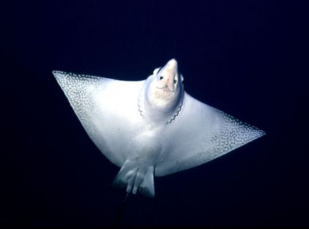 'FLY BY' Spottet eagle ray from a rather unique perspecti... by Rick Tegeler 