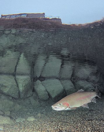 In the shallows at Capernwray Dive Centre.
F90 16mm. by Mark Thomas 