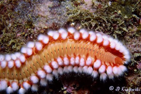 Fireworm

Nikonos V, Ikelite 50, Extension tube by João Paulo Krajewski 