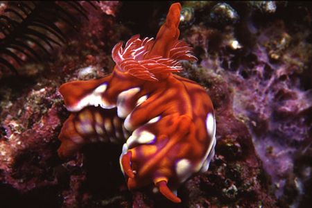 Found this stunning nudibranch (Ceratosoma magnificum) of... by Richard Smith 