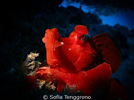 My Name Is Red (Rhinopias eschmeyeri) by Sofia Tenggrono 