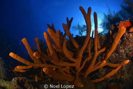 rod sponges, nikon D800E, tokina lens 10-17mm at 15mm, tw... by Noel Lopez 