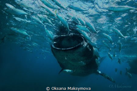 Whale shark by Oksana Maksymova 