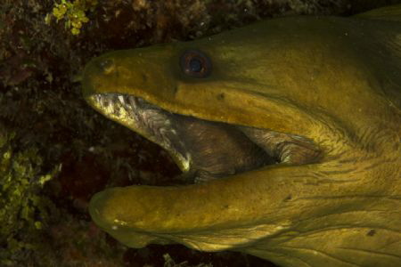 green moray, canon 5D mark III, two ikelita subtrobe Ds12... by Noel Lopez 